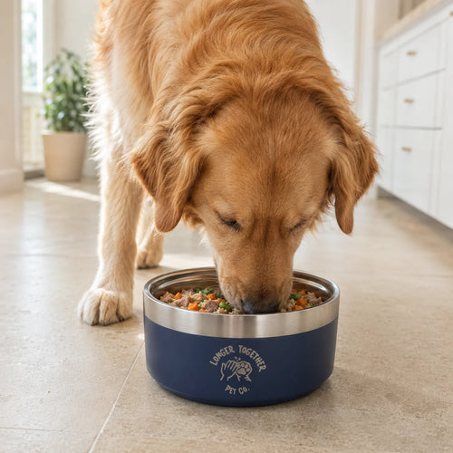 Golden retriever eating from the Longer Together insulated dog bowl