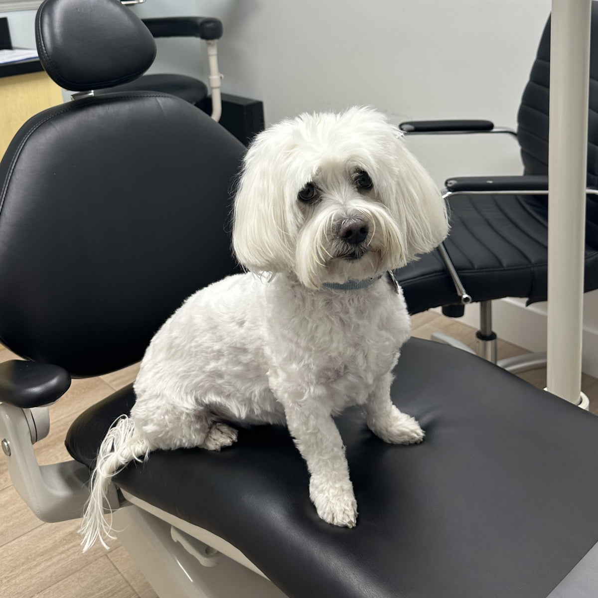 Dr. Michelle Jorgensen's dog Eddy sitting on the dental chair in her dental practice